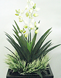 plants